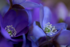 Close-up of liverwort flowers (Hepatica nobelis), macro Close-up of liverwort flowers (Hepatica nobelis), macro